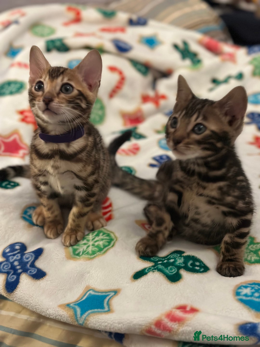 Bengal cats for sale: Beautiful Tica Bengal kittens - Advert 4