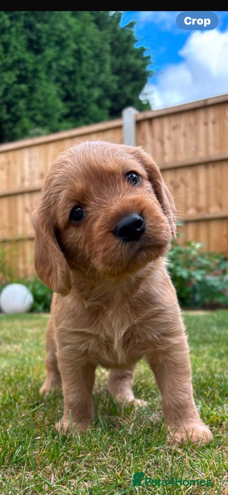 Mixed Breed dogs Beagle/Red Fox Lab x Red Fox Lab pups - Advert 2
