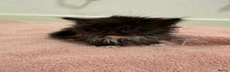 Munchkin cats for sale: Munchkin kittens  - Advert 5