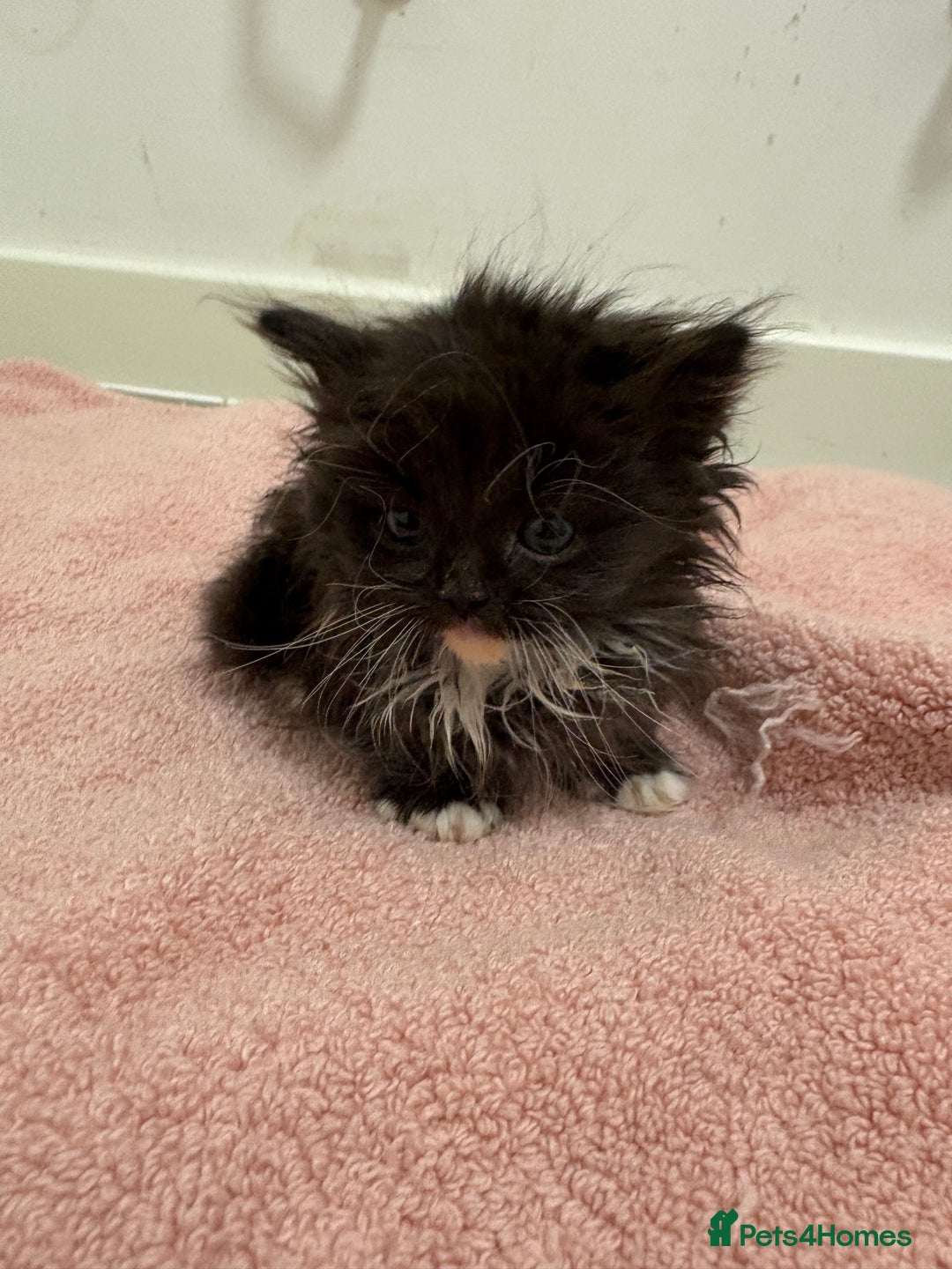 Munchkin cats for sale: Munchkin kittens  - Advert 5