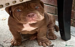 American Bully dogs for sale: Pocket bullies  ready to leave!! (Reduced) - Image 28
