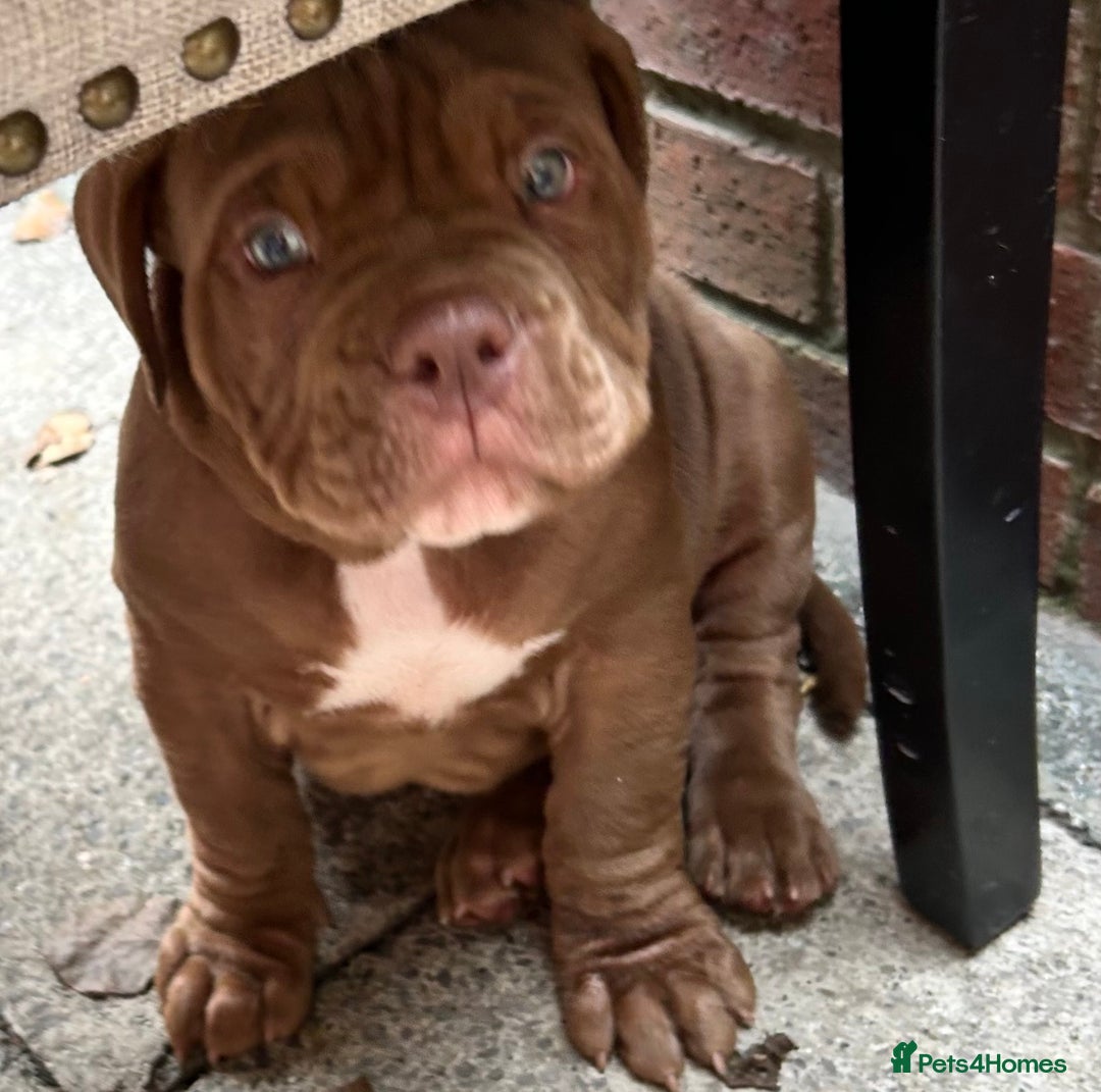 American Bully dogs for sale: Pocket bullies  ready to leave!! (Reduced) - Image 28