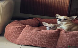 Chihuahua dogs for sale: Beautiful Tiny Chihuahua puppies  - Image 17