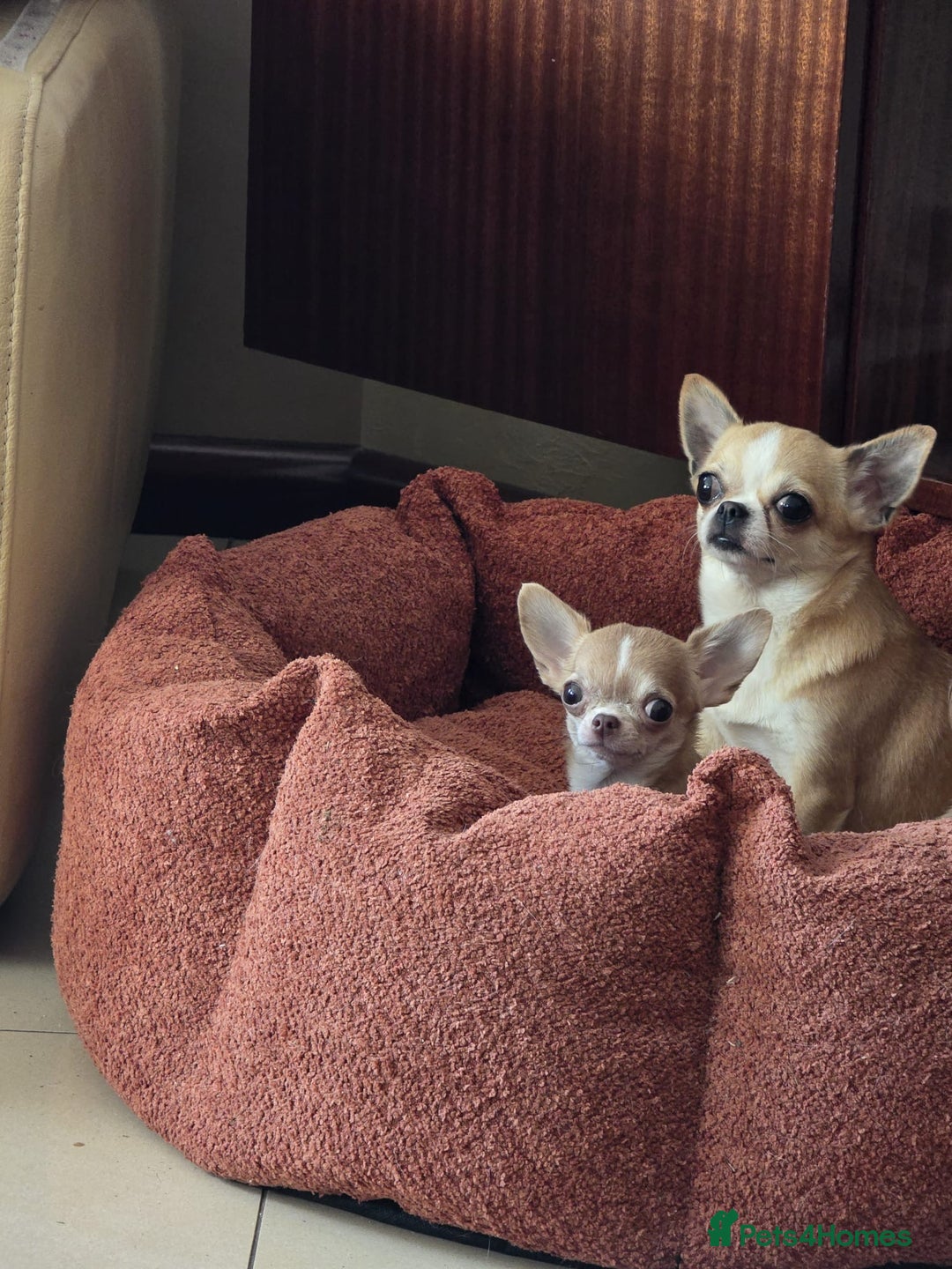 Chihuahua dogs for sale: Beautiful Tiny Chihuahua puppies  - Image 17
