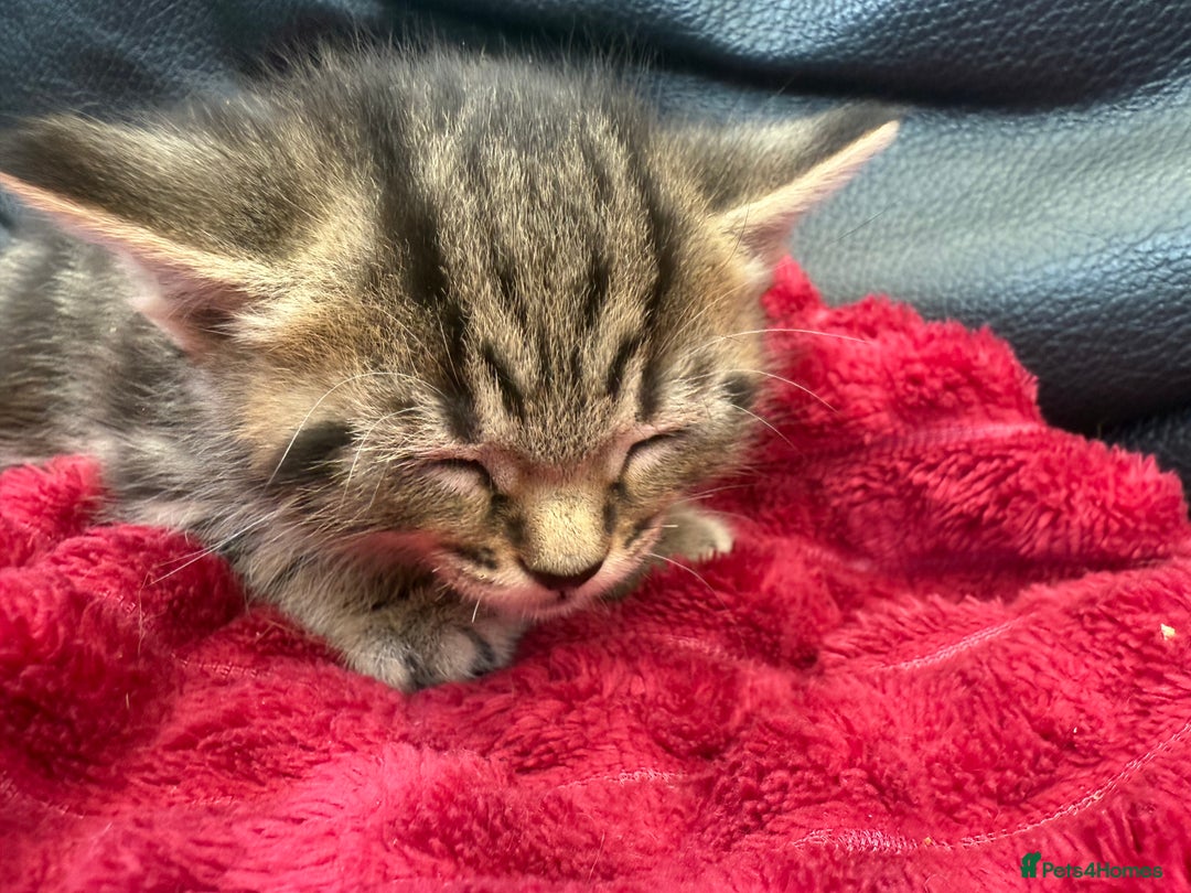 Domestic Shorthair cats for sale: 6 adorable kittens, healthy and playful 😍😻 - Image 2