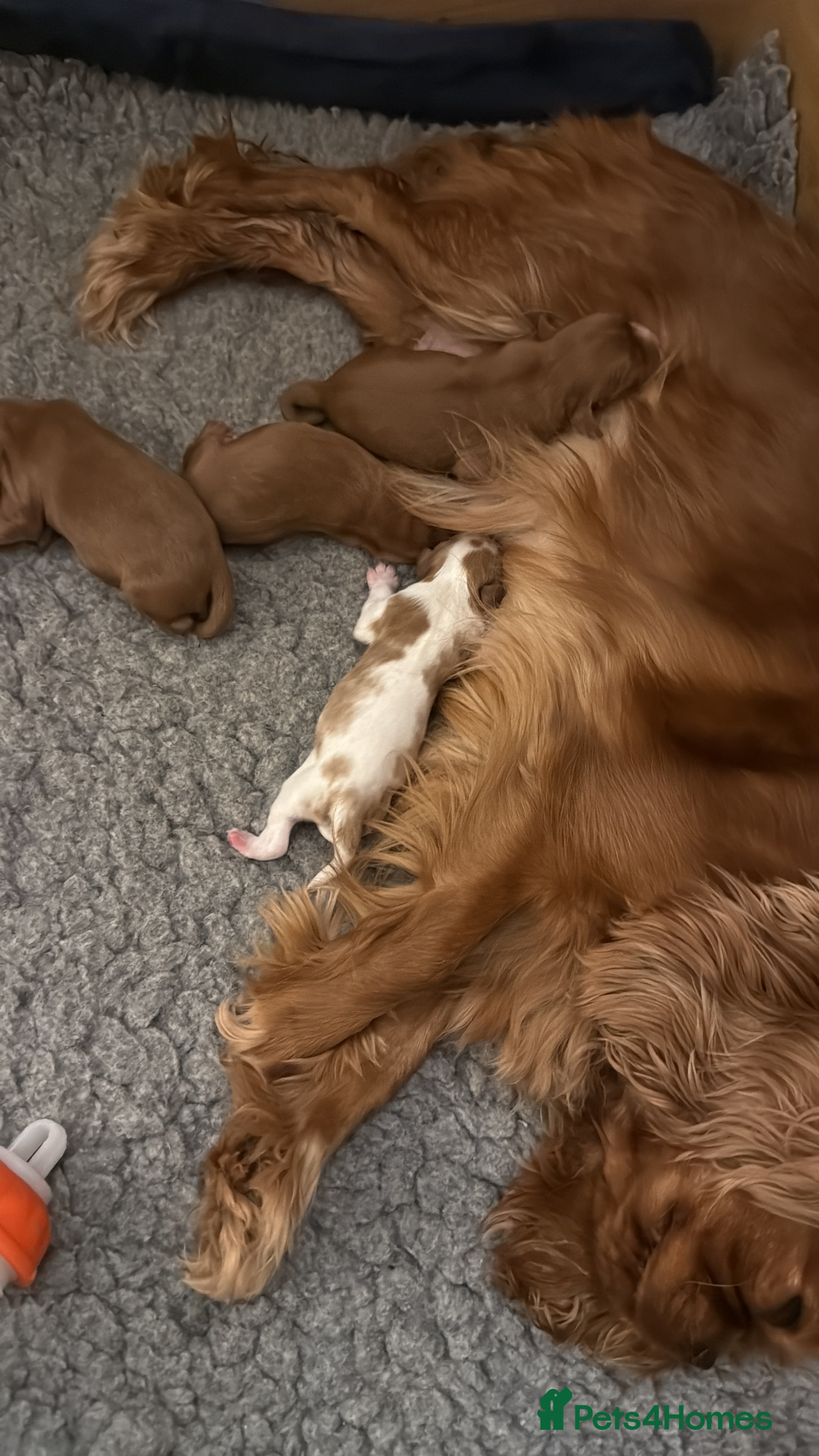 Cavalier King Charles Spaniel dogs RKC registered cavalier King Charles ruby puppies - Advert 4