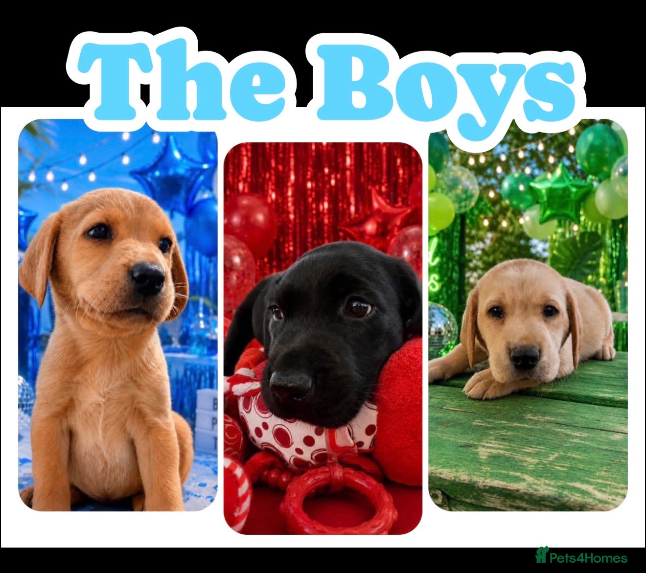 Labrador Retriever dogs KC Labrador puppies from health screened parents  - Advert 1