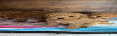 Maltipoo 1