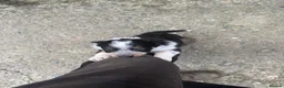 Border Collie dogs for sale: Border collie pups for sale - Advert 10