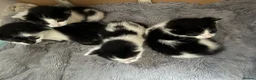 Mixed Breed rabbits for sale: Black and white kittens  in Bognor Regis - Advert 6