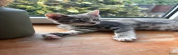 Mixed Breed cats for sale: Adorable kittens for sale  - Advert 6