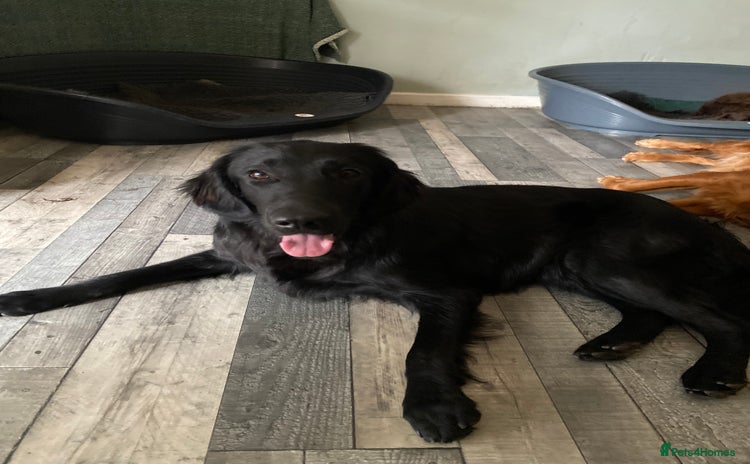 Flat coated Retriever dogs - Advert 1