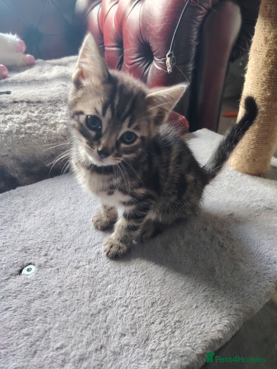 Bengal cats for sale: Bengal x Ragdoll kittens  - Image 19