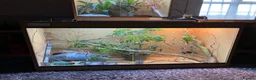 Chameleon reptiles for sale: Yemen Chameleon + Vivarium Setup Kit - Advert 8