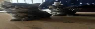 Persian Kitten 3