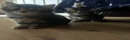 Persian cats for sale: Persian kittens for sale - Advert 7