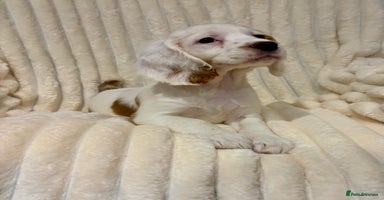 Cocker Spaniel dogs - Advert 12