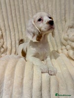 Cocker Spaniel dogs - Advert 12