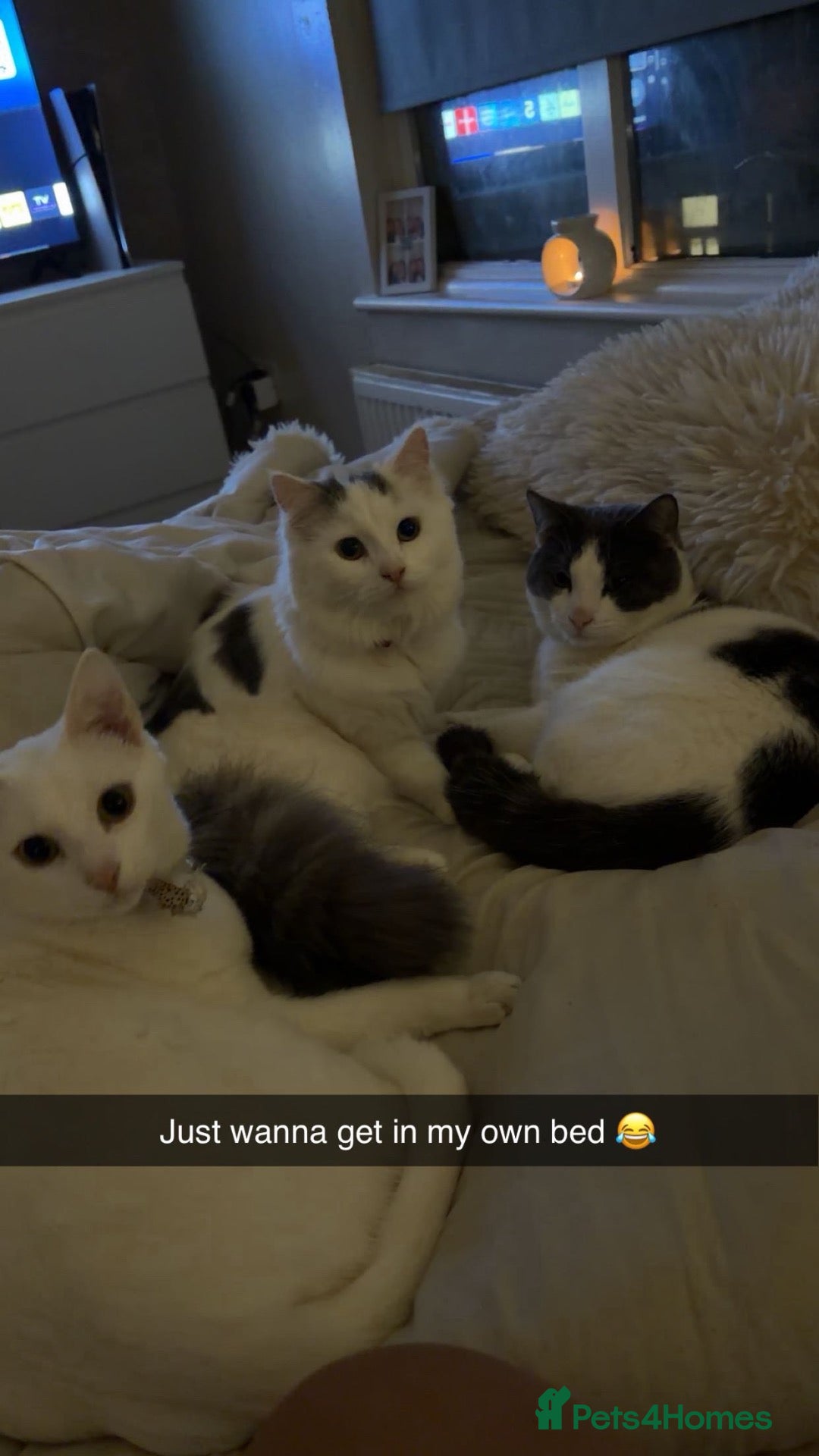 Turkish Van cats for sale: Free to go to a good home  - Advert 4