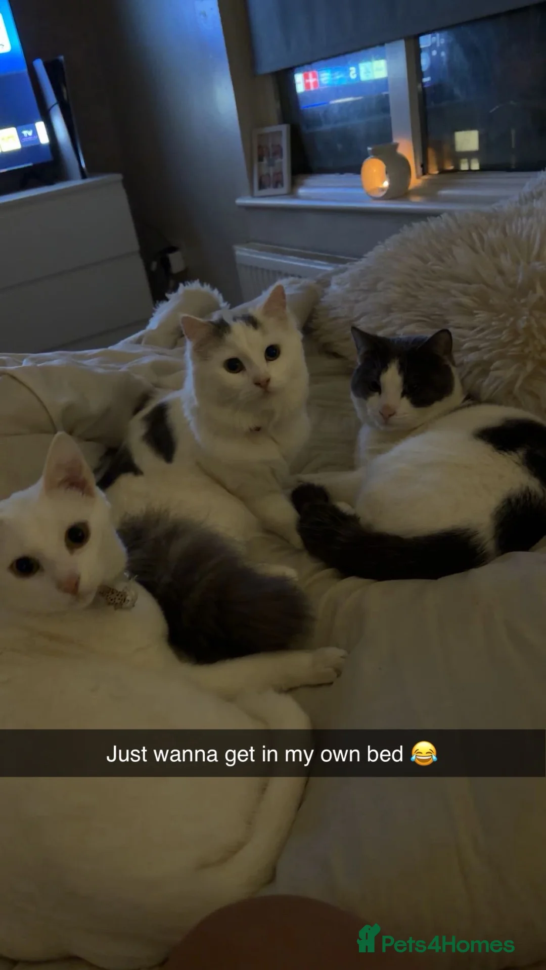 Turkish Van cats for sale: Free to go to a good home  in Leicester - Advert 1
