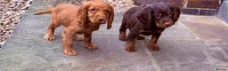Cocker Spaniel dogs for sale: Cocker spaniel pups  - Advert 2