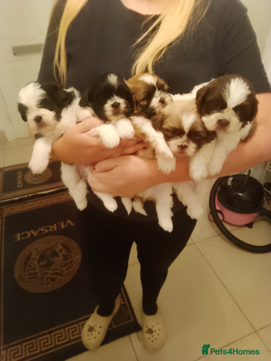 Shih Tzu dogs for sale: Shih Tzu puppies  - Advert 2