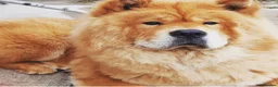 Chow Chow dogs for sale: 7 year old chow chow male red  in Wallington - Advert 1