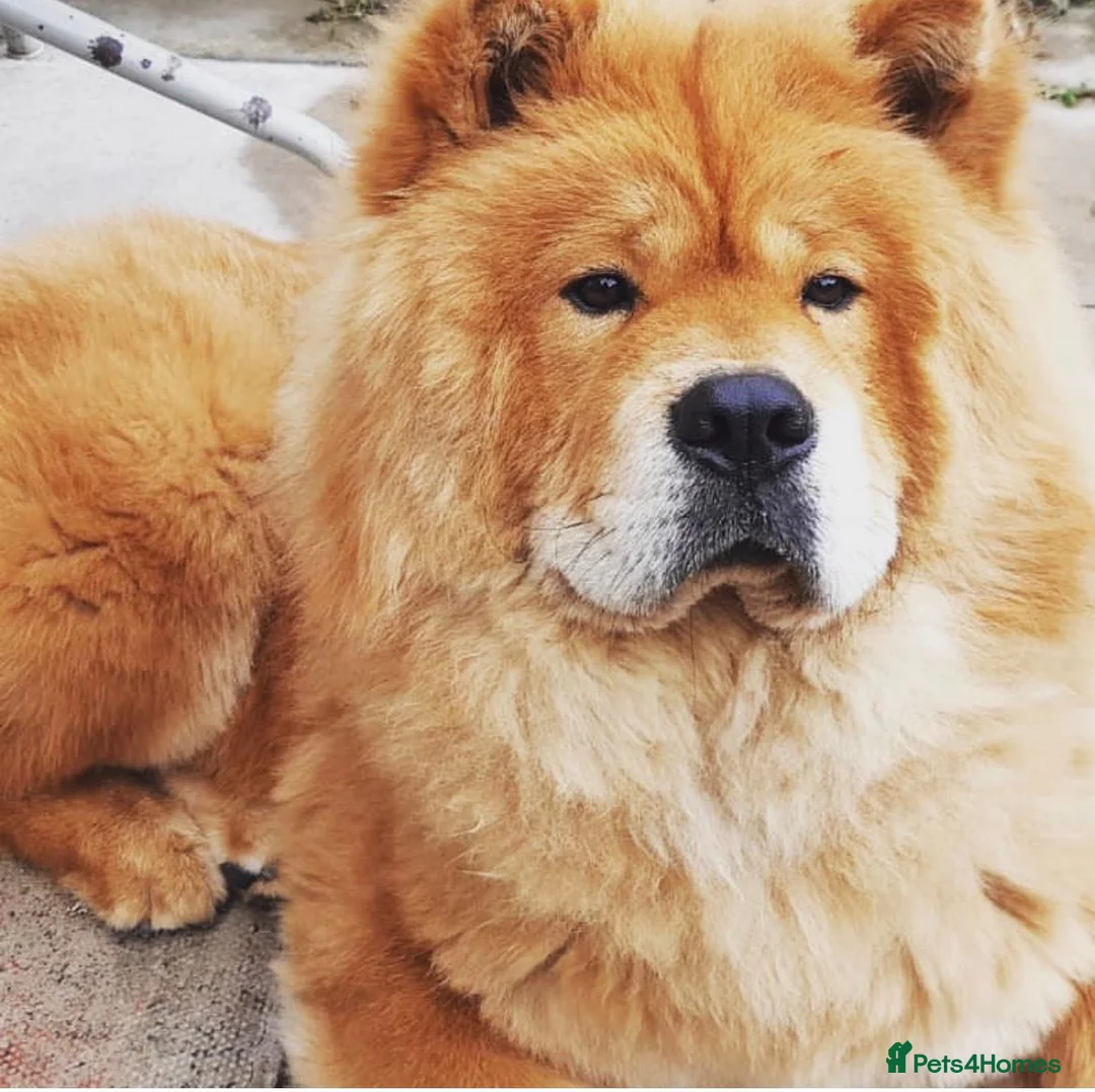 Chow Chow dogs for sale: 7 year old chow chow male red  in Wallington - Advert 1