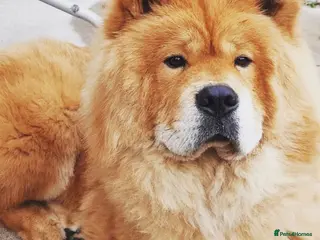 Chow Chow dogs 7 year old chow chow male red - Advert 3