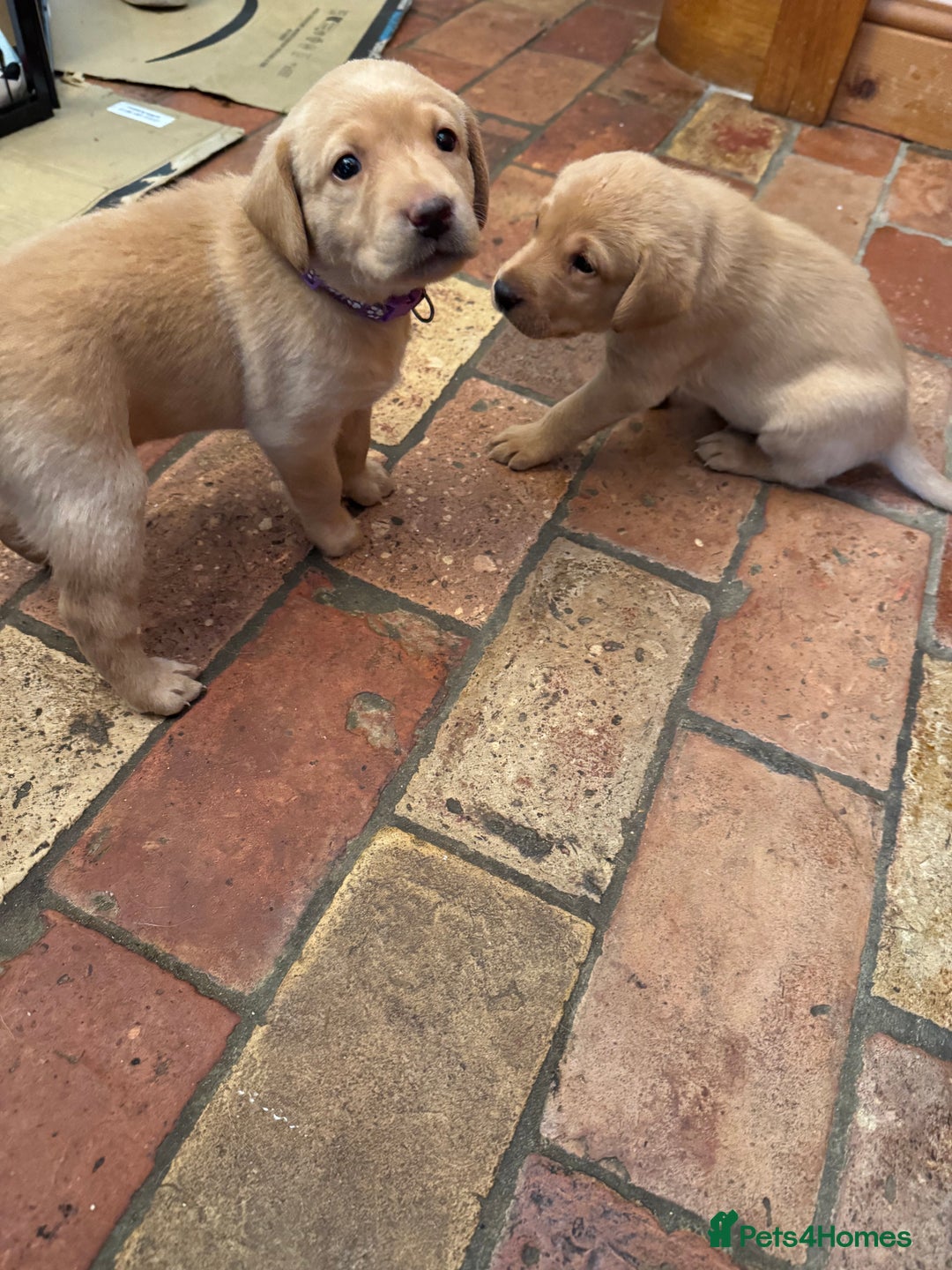 Labrador Retriever dogs for sale: 6 Pedigree Fox Red Labrador Puppies - Image 9