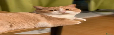 Yolk