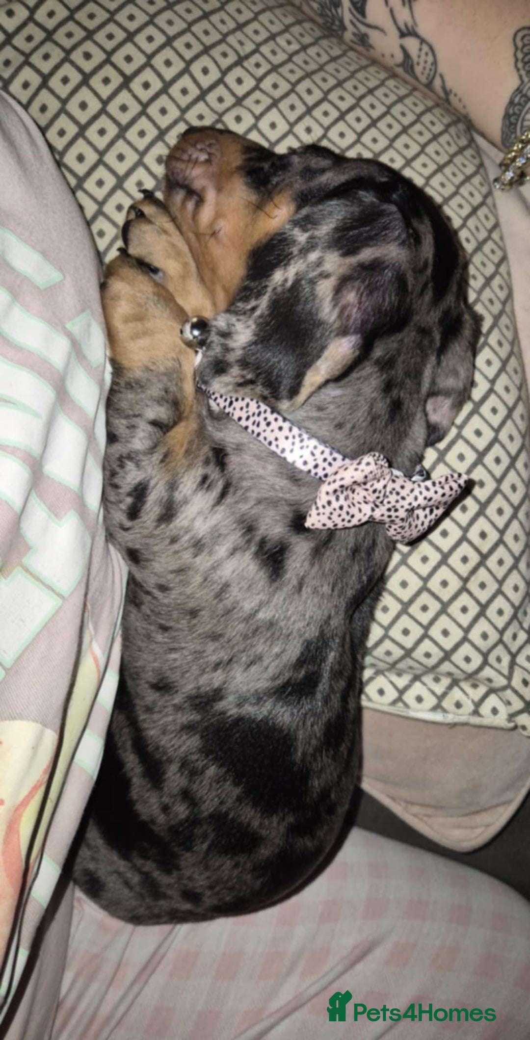 Dachshund dogs for sale: Dapple daschund - Advert 4