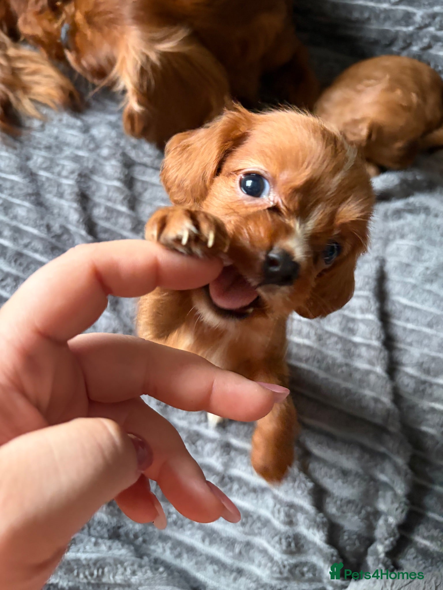 Cavapoo dogs Toy Cavapoo puppies- 3 boys & 3 girls  - Advert 1