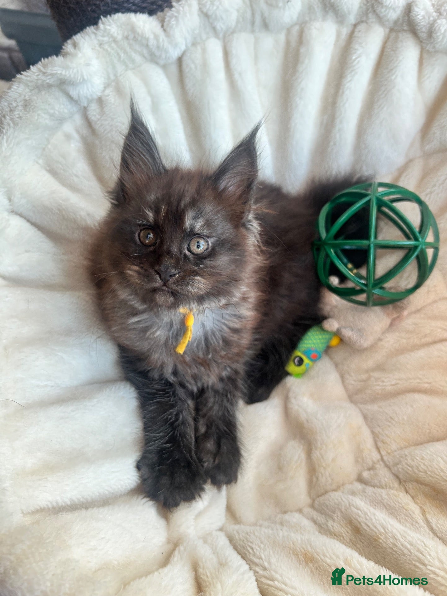 Maine Coon cats Black smoke girl - Advert 1