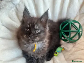 Maine Coon cats Black smoke girl - Advert 1