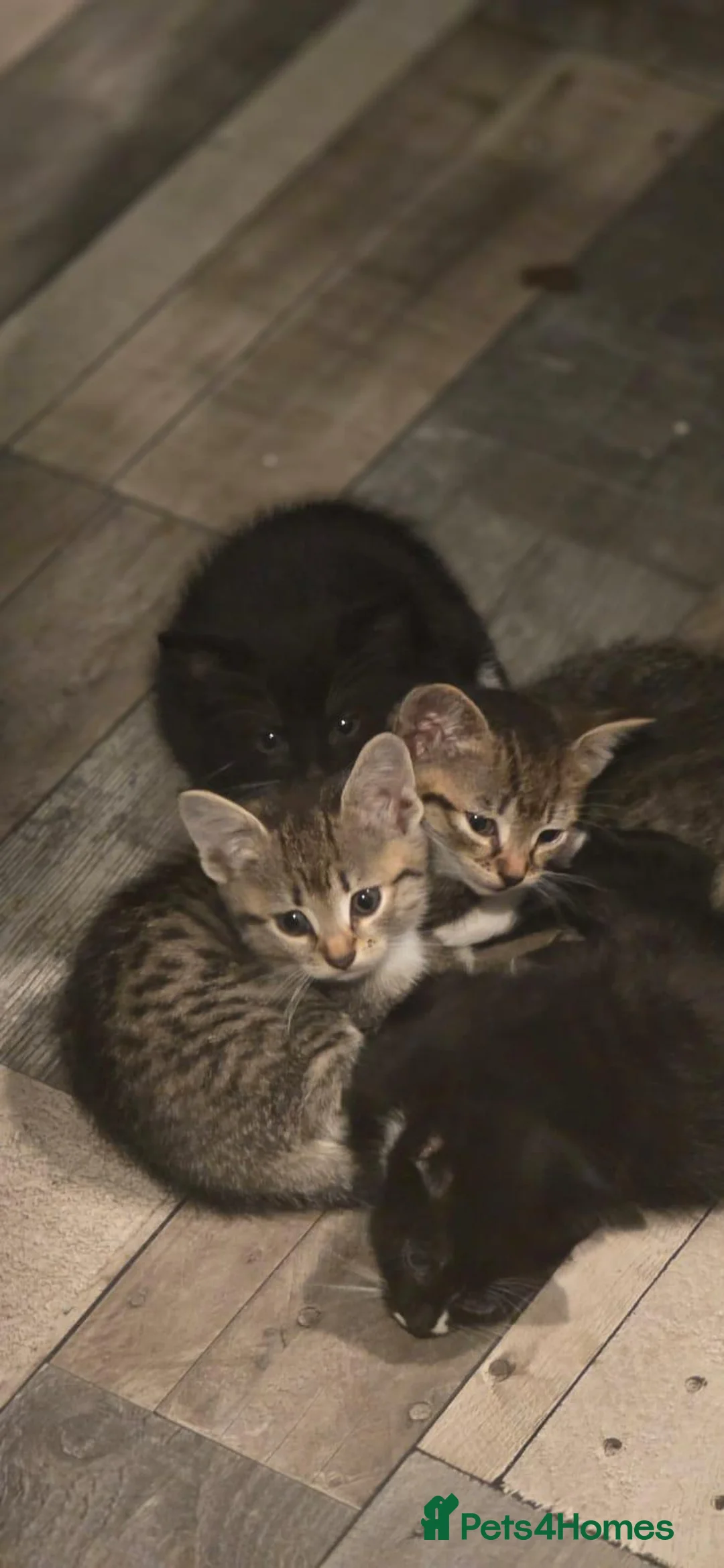 Mixed Breed cats for sale: Five Kittens Ready Now (3 tabby & 2 black/white) in London - Advert 2
