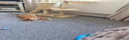 Mixed Breed cats for sale: Basil. 3 year old neutered male in Keighley - Advert 3
