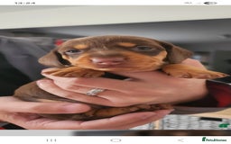 Miniature Dachshund dogs for sale: Mini choc and tan dachshund puppies in Congleton - Image 3