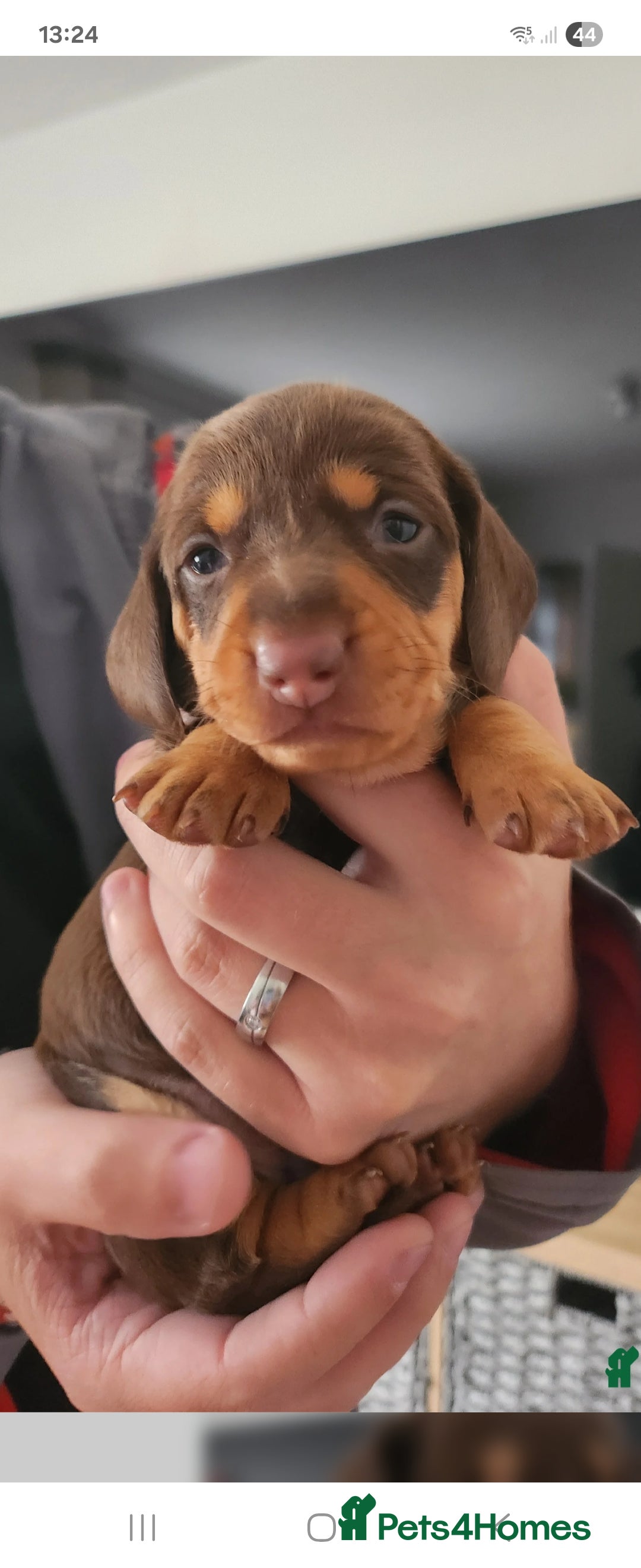 Miniature Dachshund dogs for sale: Mini choc and tan dachshund puppies in Congleton - Image 3