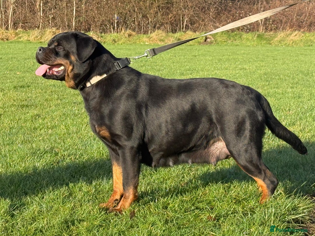 Rottweiler dogs for sale: Top quality kc pups for sale timitor X edelstein - Advert 12