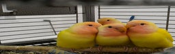 Lovebirds birds for sale: Beautiful tame, hand-reared baby peachface - Advert 5