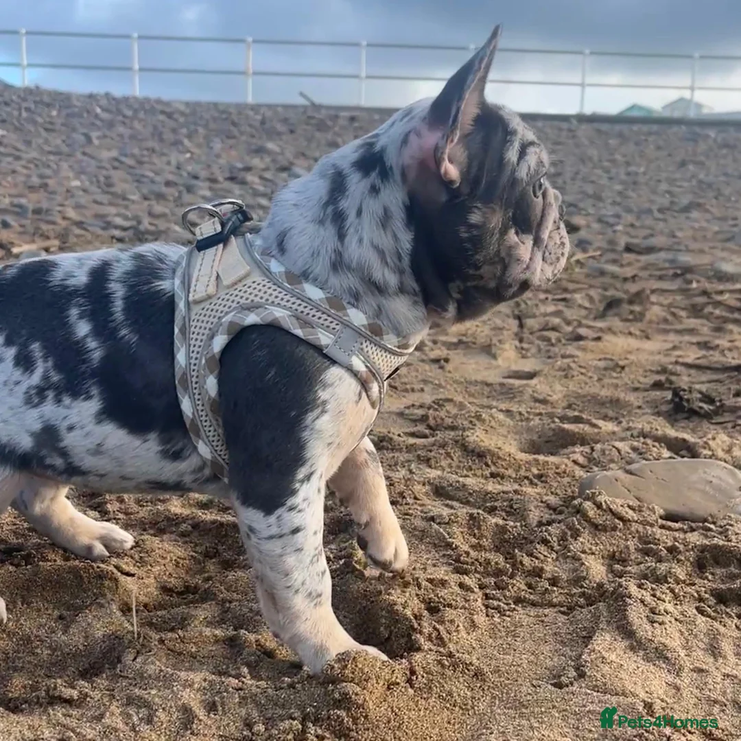 French Bulldog dogs for sale: x1 GIRL LEFT! RARE PURE BLUE MERLE TAN PUPPIES  - Advert 8