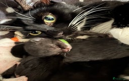 Mixed Breed cats for sale: 3x black kittens for sale  - Image 17