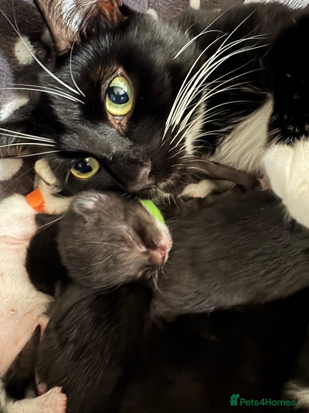 Mixed Breed cats for sale: 3x black kittens for sale  - Image 17