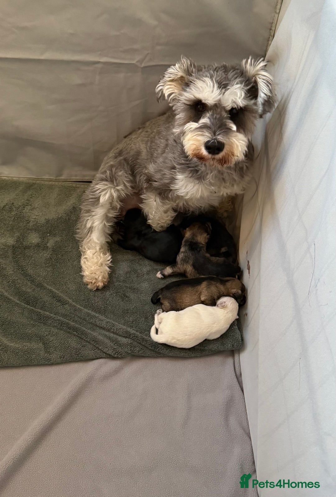 Miniature Schnauzer dogs for sale: Miniature Schnauzer Puppies - Image 9