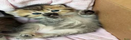 British Shorthair cats for sale: ⭐️CHUNKY TICA BRITISH SHORTHAIR KITTENS⭐️ - Advert 6