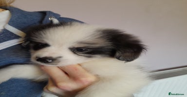 Pomeranian dogs - Advert 5