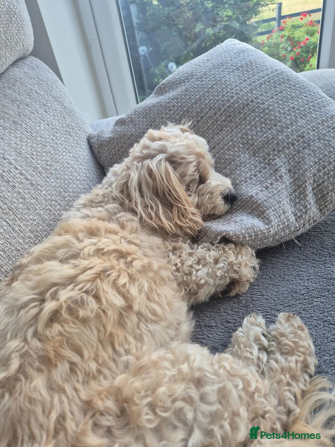 Maltipoo dogs for sale: 1 male red maltipoo  - Advert 1