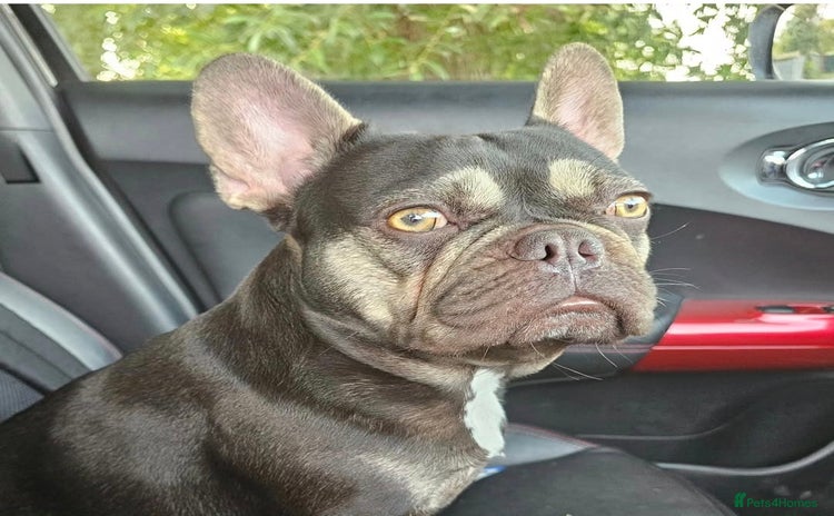 French Bulldog dogs - Advert 1