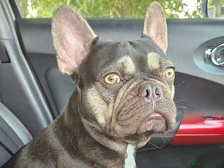 French Bulldog dogs - Advert 5